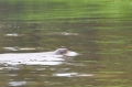 costa rica wildlife, pacific-040